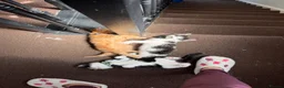 Mixed Breed cats for sale: Kittens looking for homes 🐱 - Advert 29