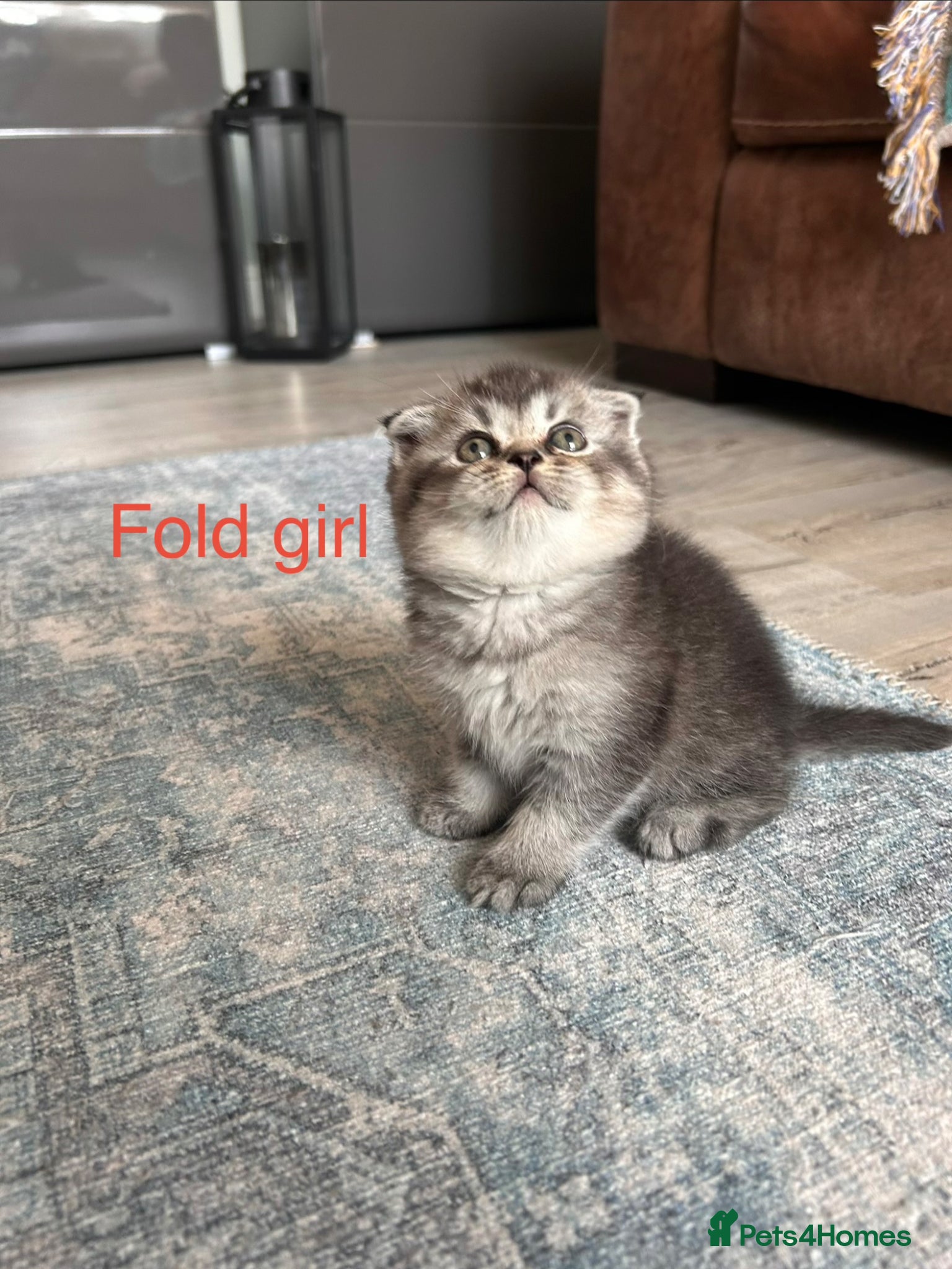 Scottish Fold cats Lovely , playful kittens looking for home  - Advert 3