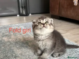Scottish Fold cats Lovely , playful kittens looking for home - Advert 6