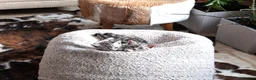 British Shorthair cats for sale: GCCF British Shorthair Silver Tabby Kittens - Advert 2