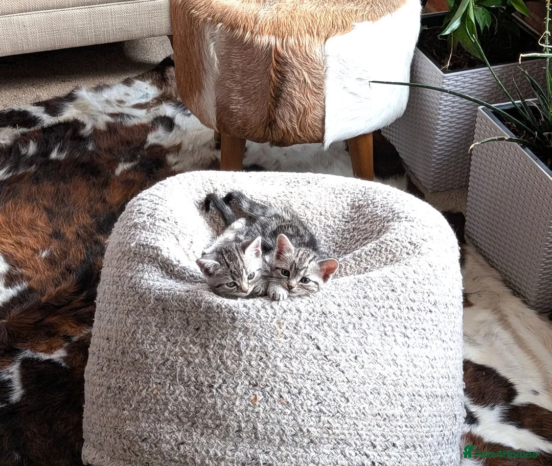 British Shorthair cats for sale: GCCF British Shorthair Silver Tabby Kittens - Advert 2