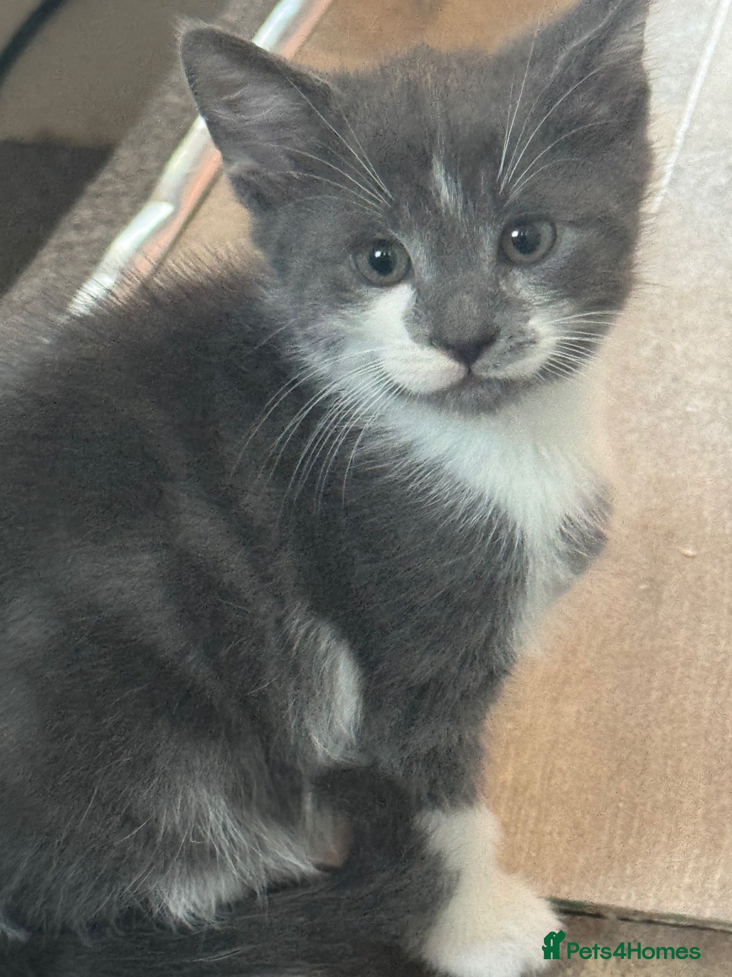 Mixed Breed cats Beautiful kittens looking for home ❤️ - Advert 2