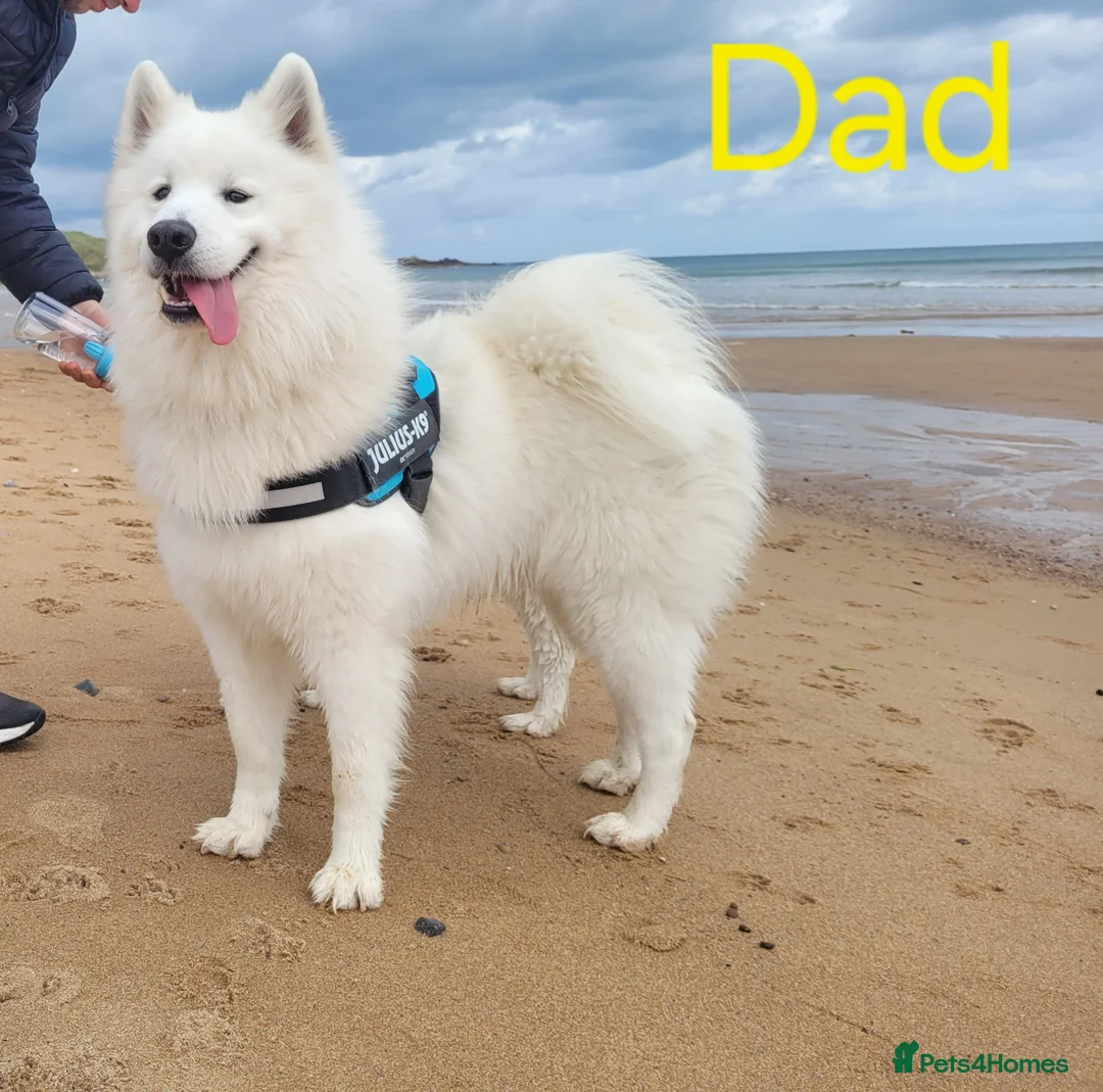 Samoyed dogs for sale: ‼️KC Registered Puppies!!!‼️ - Advert 23