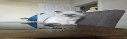 Ragdoll cats for sale: 5 beautiful Ragdoll kittens in Morecambe - Advert 9