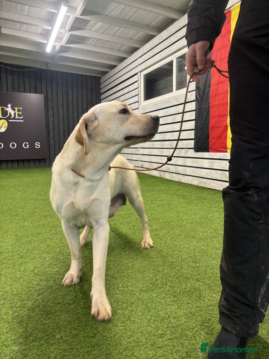 Labrador Retriever dogs for sale: New Litter of Labradors - Ready for Training  - Advert 7