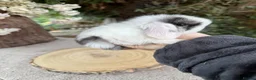 Mini Lop rabbits for sale: Hobby breeder of mini lops bunnies  - Advert 4