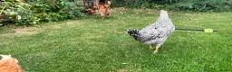 Chickens poultry for sale: Chickens for sale hens and rooster in London - Advert 4
