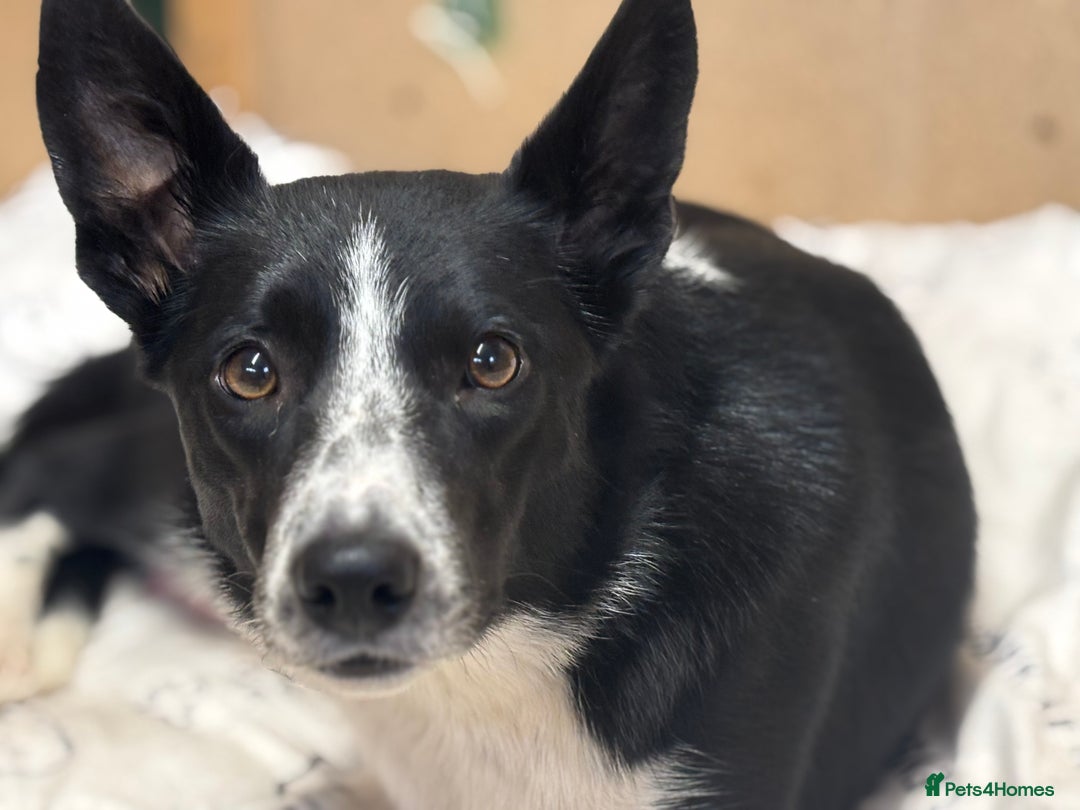 Border Collie dogs for sale: Border collie puppies - Advert 16