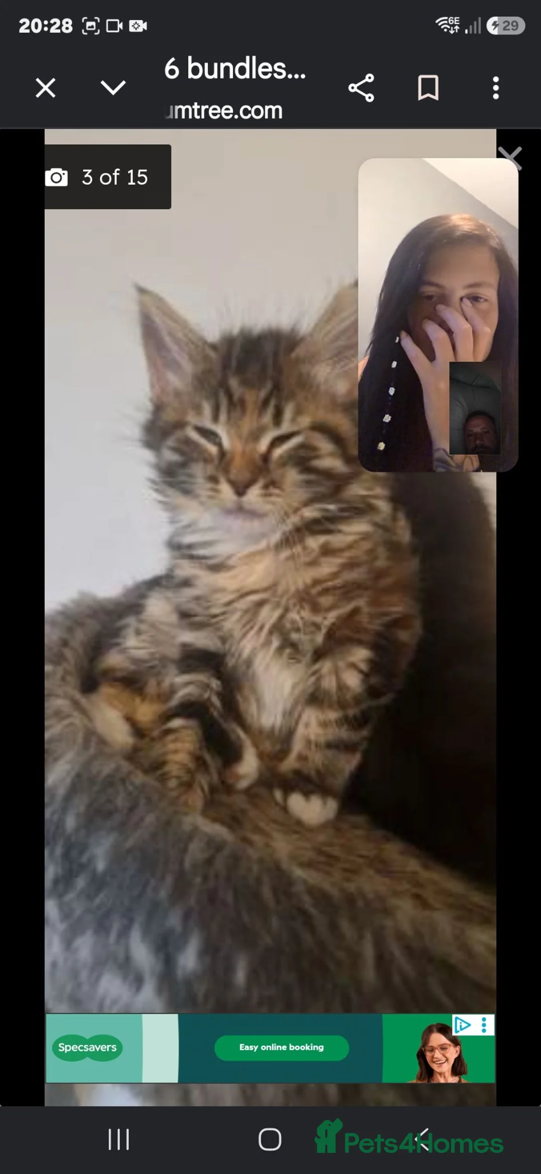 Persian cats for sale: Kittens for sale  - Advert 4