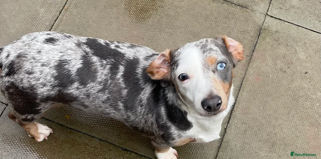 Miniature Dachshund dogs for sale: Miniature dachshund  in Carmarthen - Advert 1