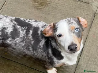 Miniature Dachshund dogs Miniature dachshund - Advert 7