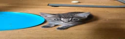 Mixed Breed cats for sale: 4 cute but shy kitten looking for new home - Advert 17