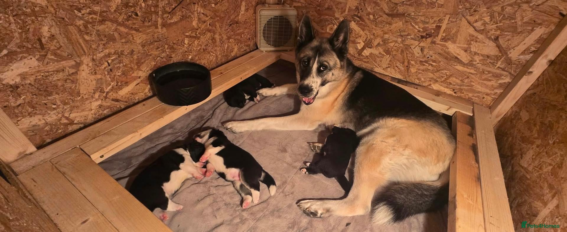 Huskita dogs Akita with 6% husky (Huskita) - Advert 2