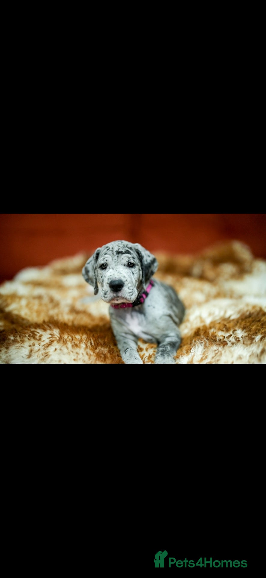Great Dane dogs Great Dane puppies for sale  - Advert 2