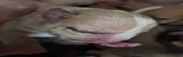 Mixed Breed dogs for sale: Puppies for sale  - Advert 22