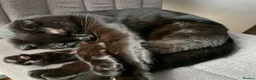 Mixed Breed cats for sale: Mixed Scottish Fold Cat - Advert 13