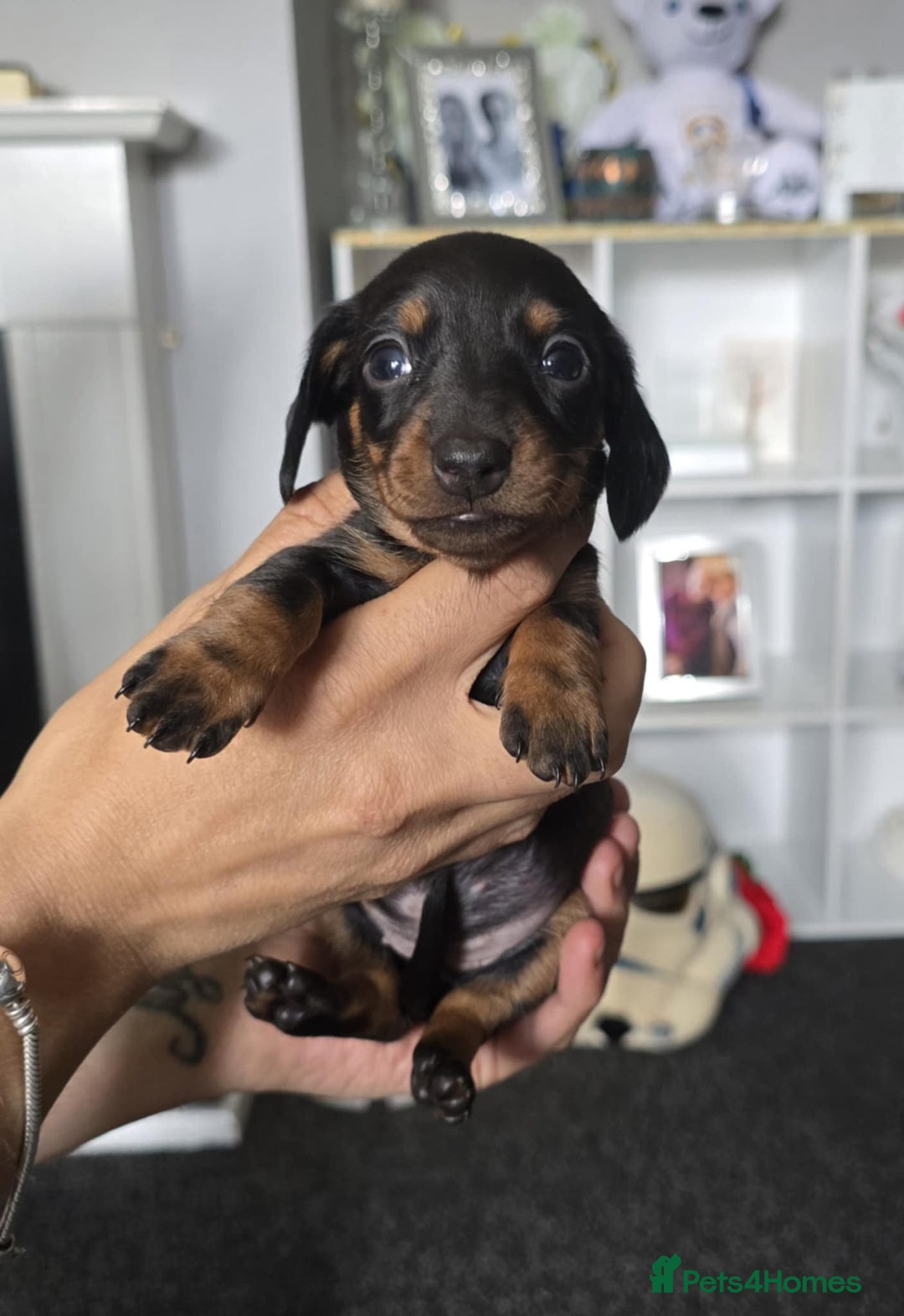 Miniature Dachshund dogs for sale: Miniature dachshunds  - Image 7