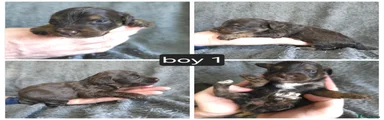 Boy 1