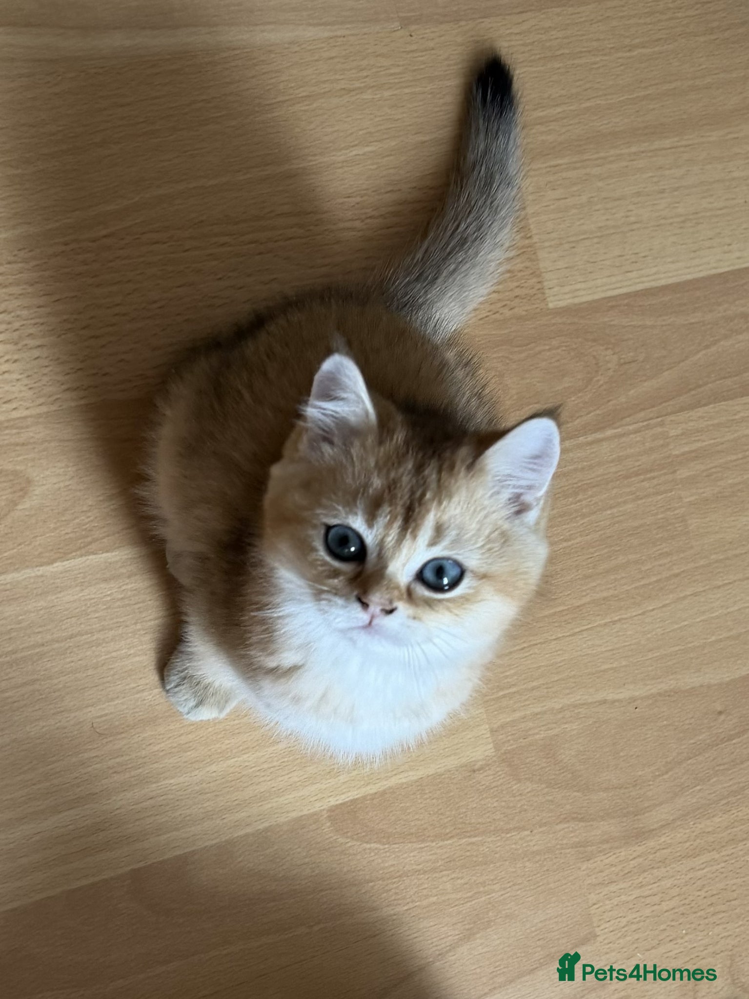 British Shorthair cats for sale: Stunning British shorthair & Longhair kittens - Advert 13
