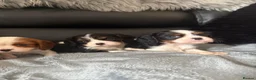 Cavalier King Charles Spaniel dogs for sale: Kc cavalier puppies dna clear  - Advert 20