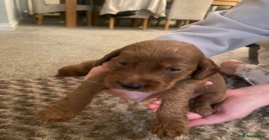Cockapoo dogs - Advert 15