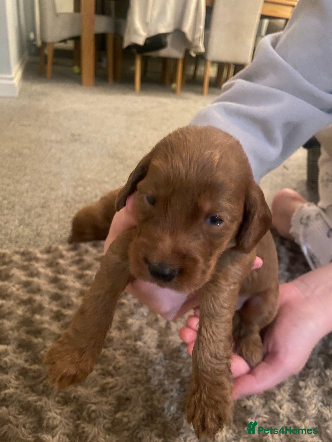 Cockapoo dogs for sale: Cockapoo pups for sale  - Image 2