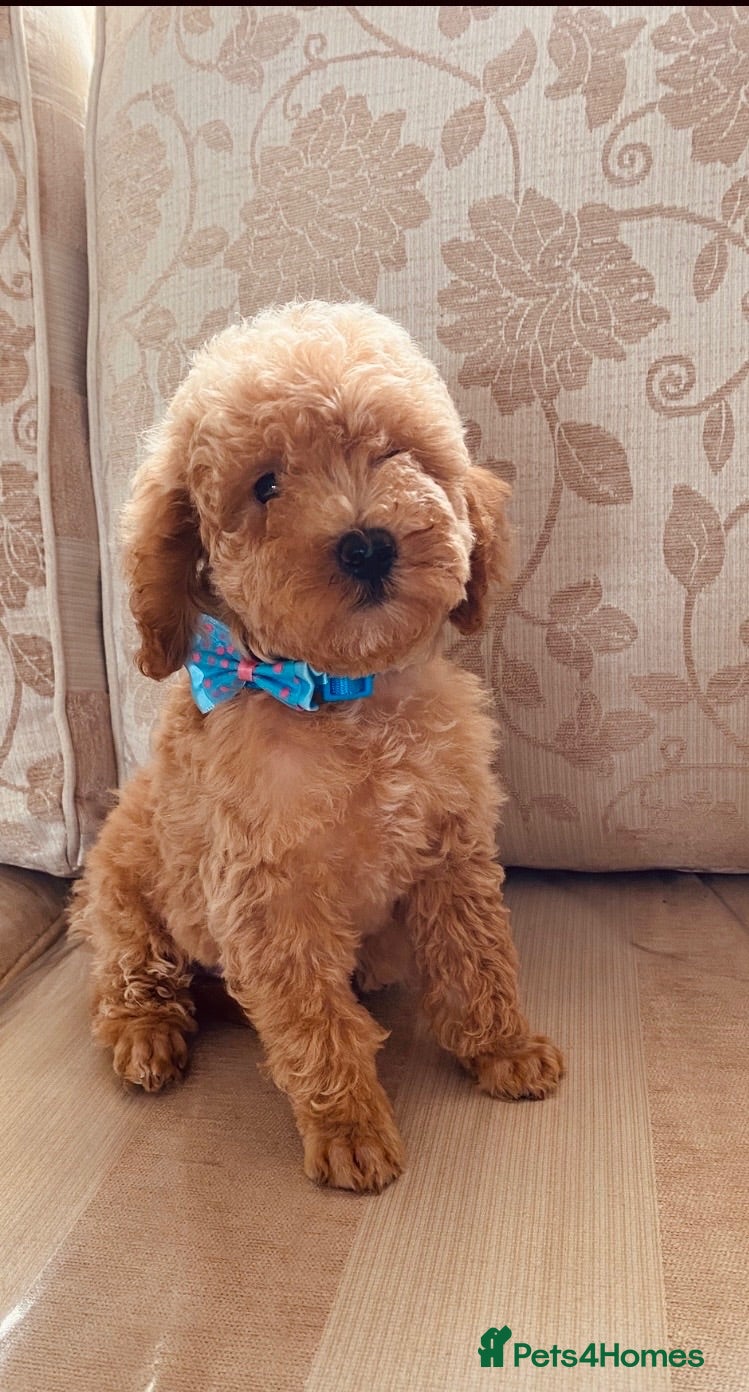 Toy Poodle dogs TOY POODLE GIRLS AND BOYS READ NOW  - Advert 4
