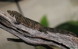 Gecko reptiles for sale: Eurydactylodes Viellardi - Chameleon Gecko - Image 12