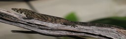 Gecko reptiles for sale: Eurydactylodes Viellardi - Chameleon Gecko - Advert 4