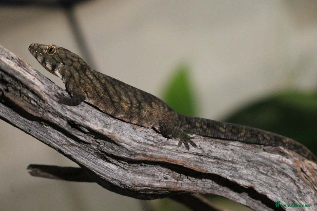 Gecko reptiles for sale: Eurydactylodes Viellardi - Chameleon Gecko - Image 12
