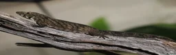 Gecko reptiles for sale: Eurydactylodes Viellardi - Chameleon Gecko - Advert 4