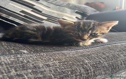 British Shorthair cats for sale: 2 male kittens  - Image 4