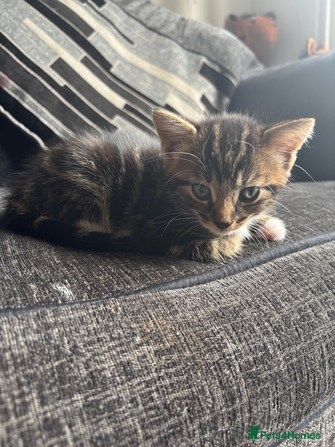 British Shorthair cats for sale: 2 male kittens  - Image 4