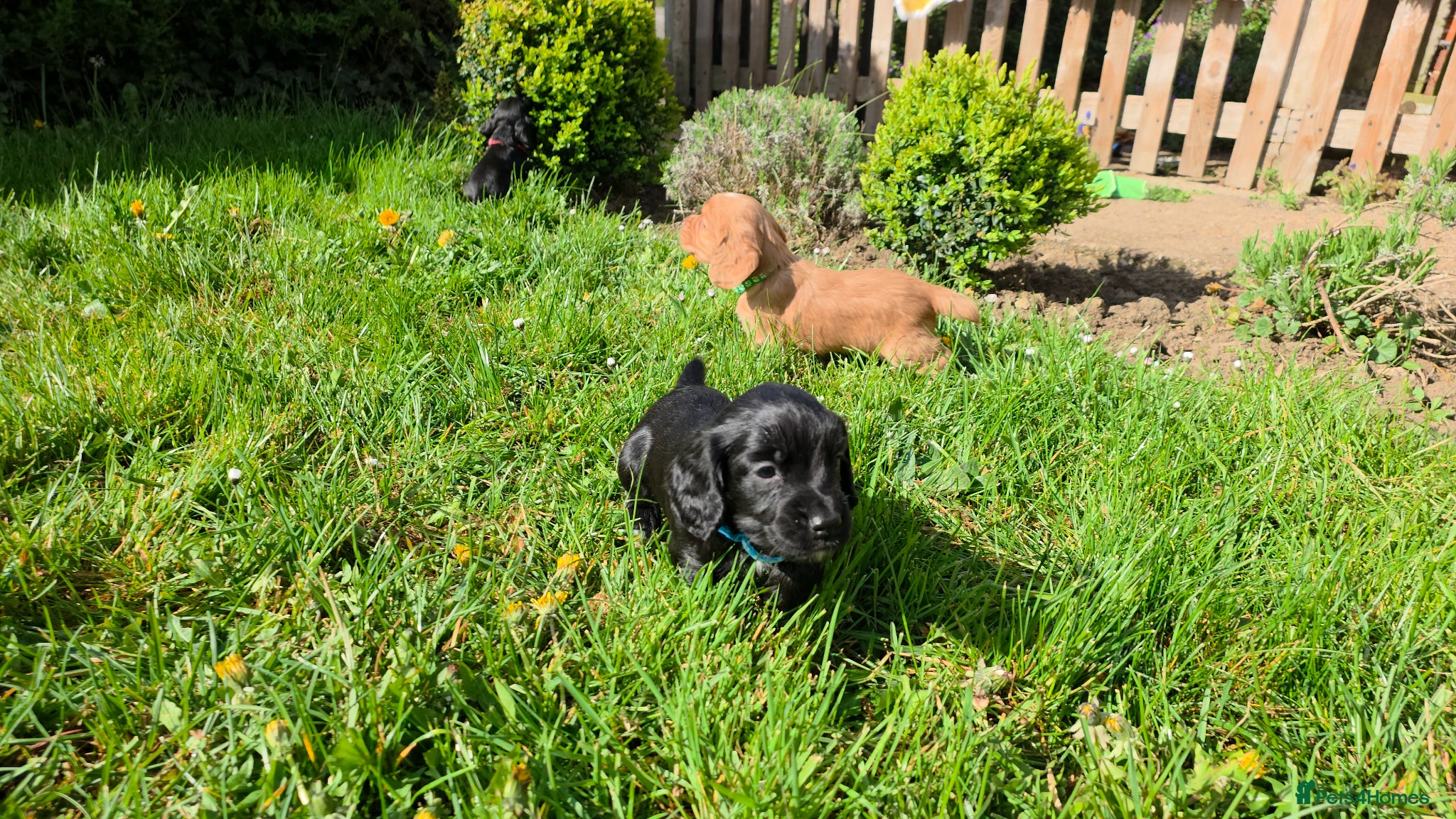 Cocker Spaniel dogs Ready to go this BH weekend - Advert 6