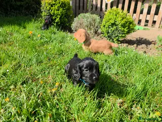Cocker Spaniel dogs Ready to go this BH weekend - Advert 6