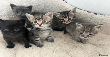 Mixed Breed cats - Advert 16