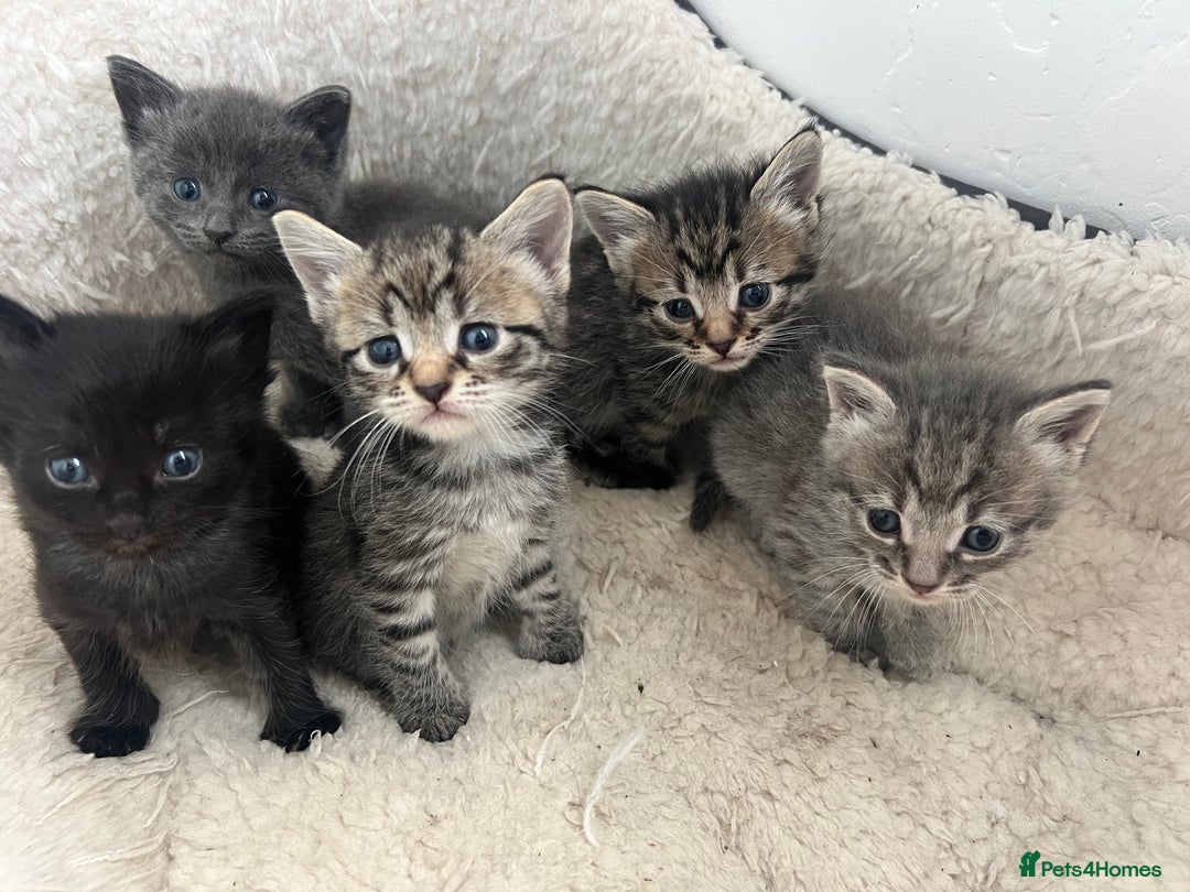 Mixed Breed cats for sale: Kittens for sale - Image 3
