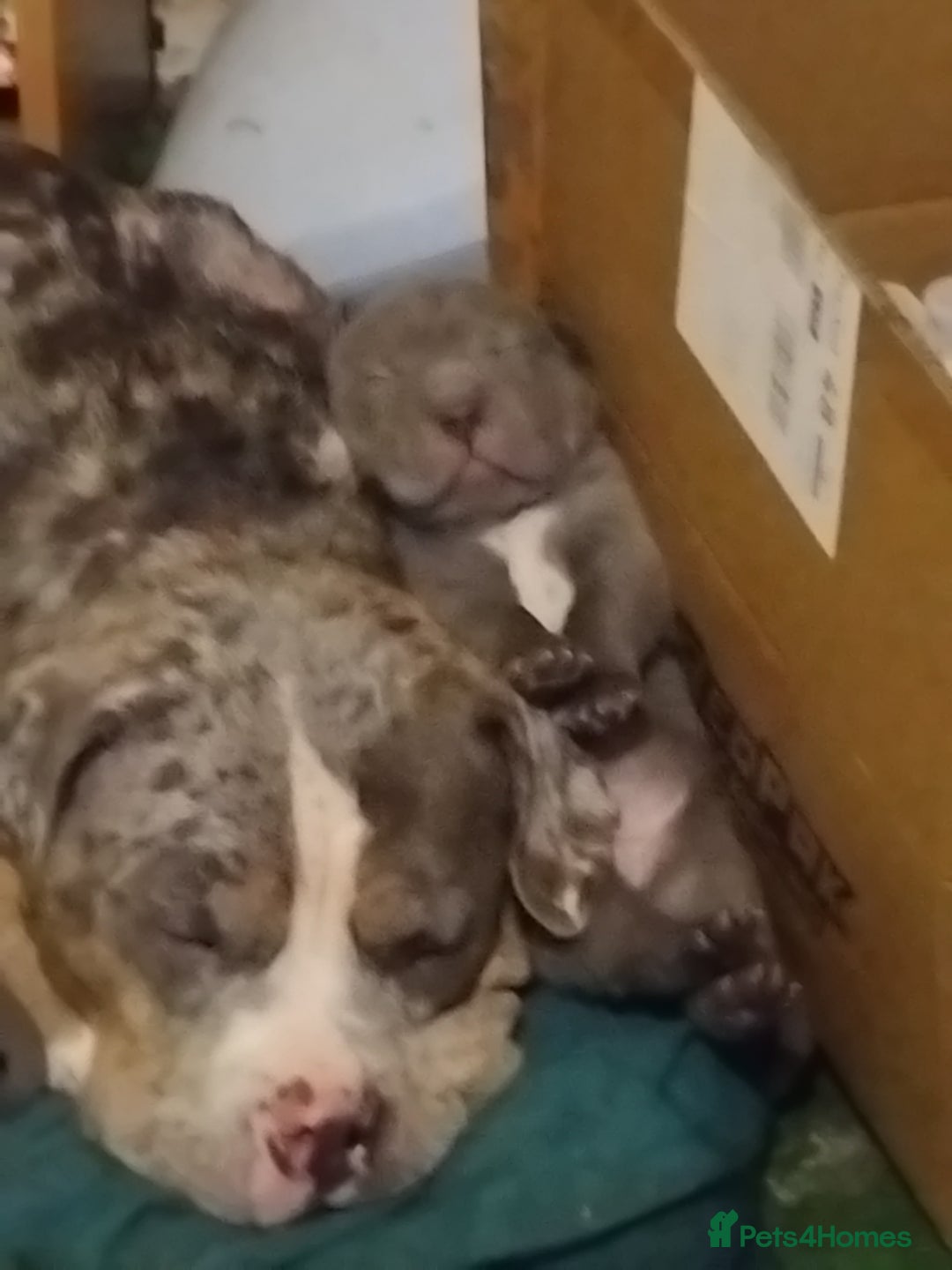 Mixed Breed dogs for sale: Bull-pei puppies - Advert 9