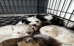 Shichon dogs for sale: 5 beautiful Shichon girls  - Image 3