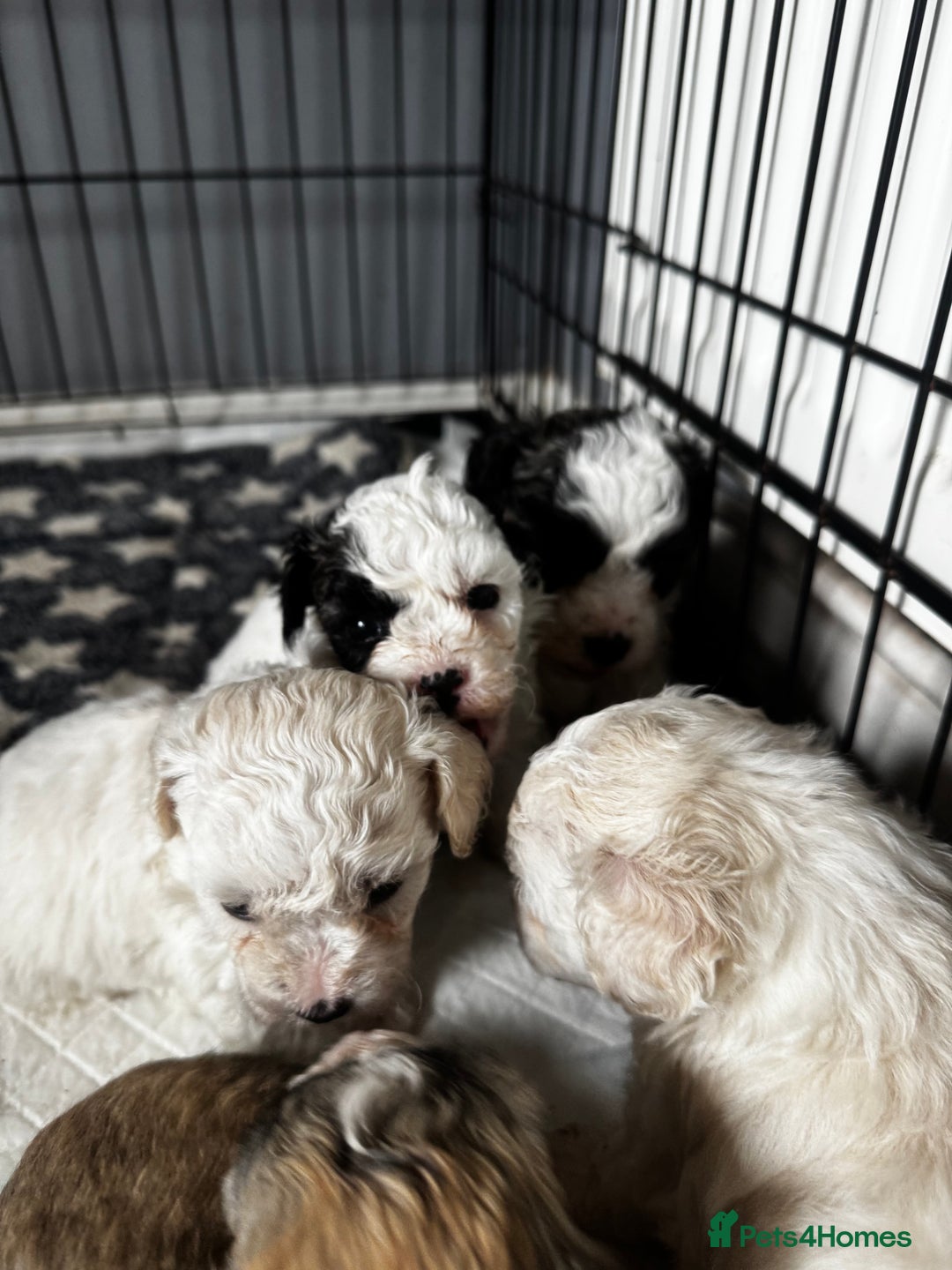Shichon dogs for sale: 5 beautiful Shichon girls  - Image 3