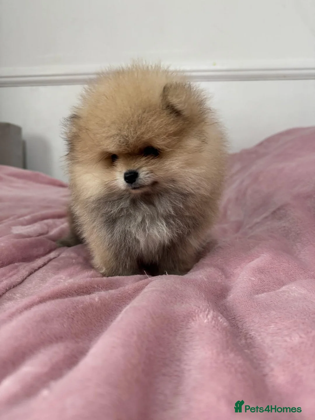 Pomeranian dogs for sale: Ready to go Excellent Pomeranian - Advert 17