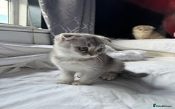 Scottish Fold cats for sale: Scottish Fold Kittens Variety of Colours - Image 31