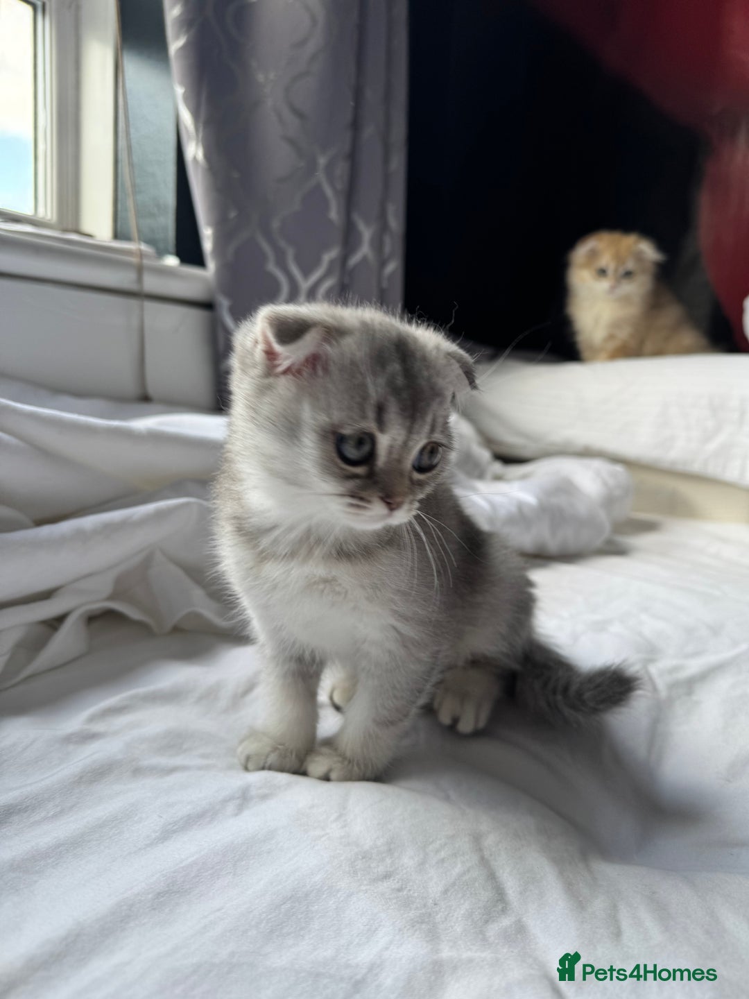 Scottish Fold cats for sale: Scottish Fold Kittens Variety of Colours - Image 31