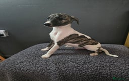 Whippet dogs for sale: ✅️ Ready to leave - KC whippets 🧡 - Image 27