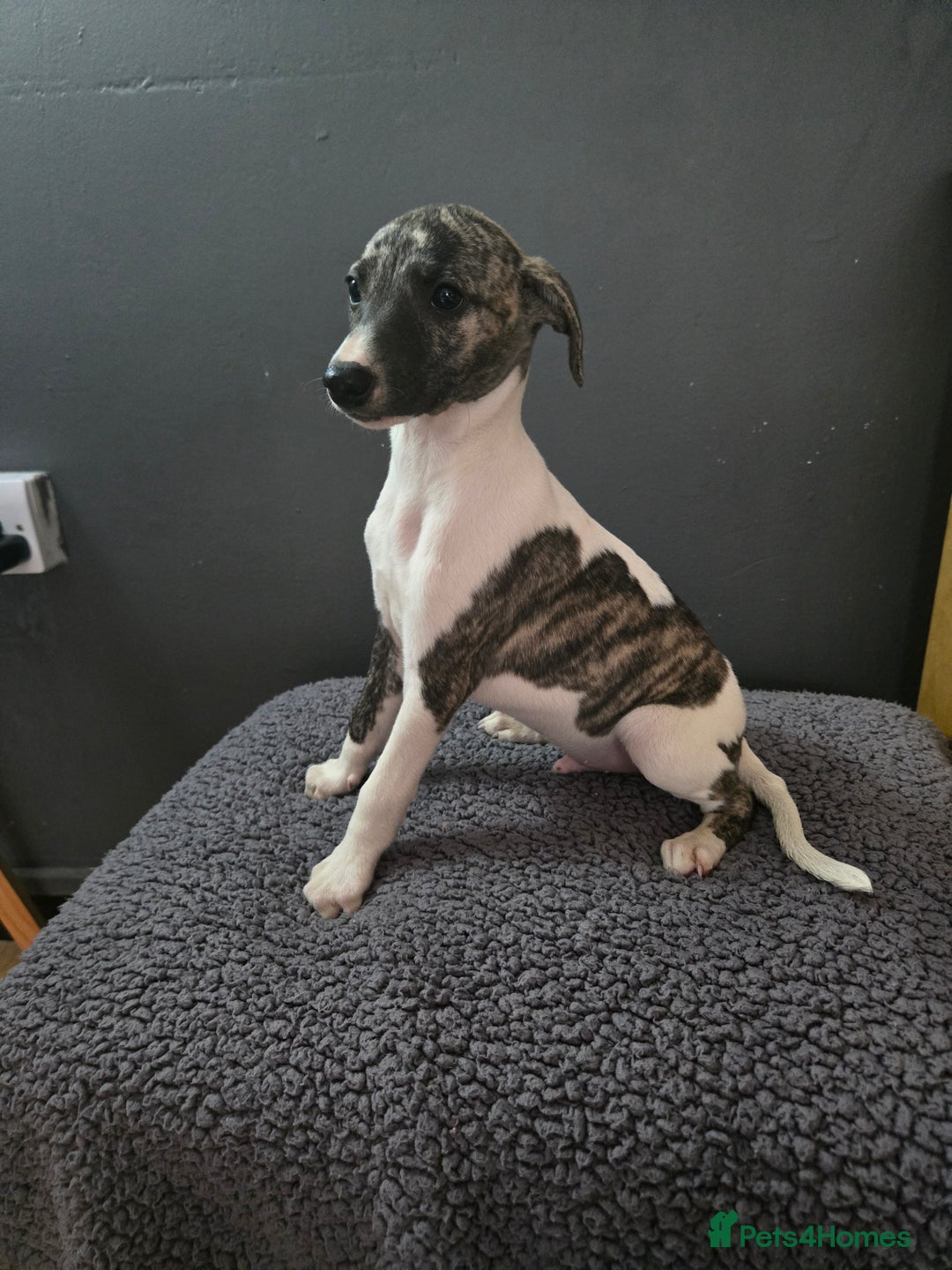 Whippet dogs for sale: ✅️ Ready to leave - KC whippets 🧡 - Image 27