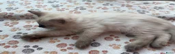 Ragdoll cats for sale: 4 Handsome boy Pure Ragdolls - Advert 13