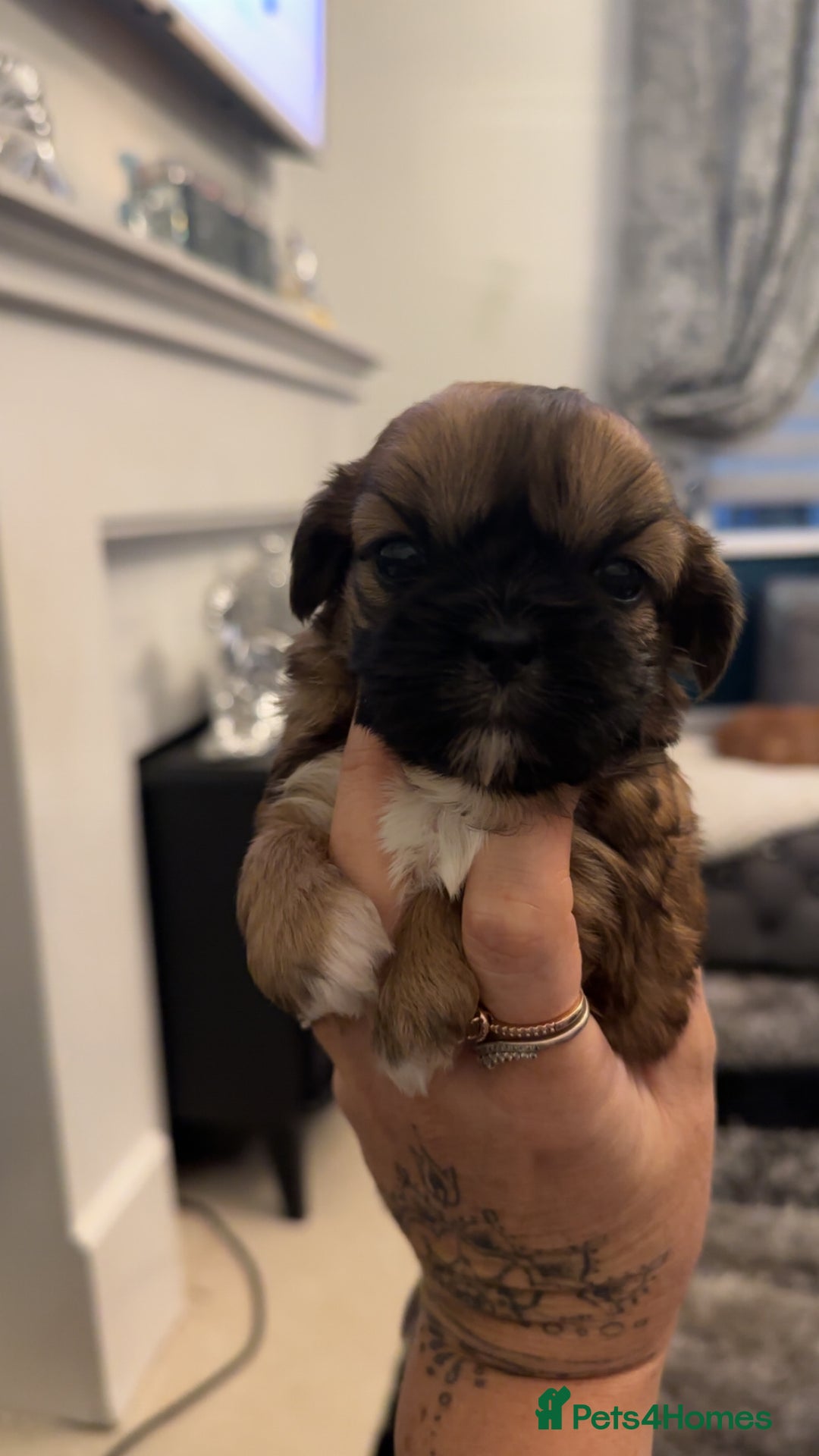 Shih Tzu dogs for sale: Stunning imperial shih tzu puppies  - Advert 26