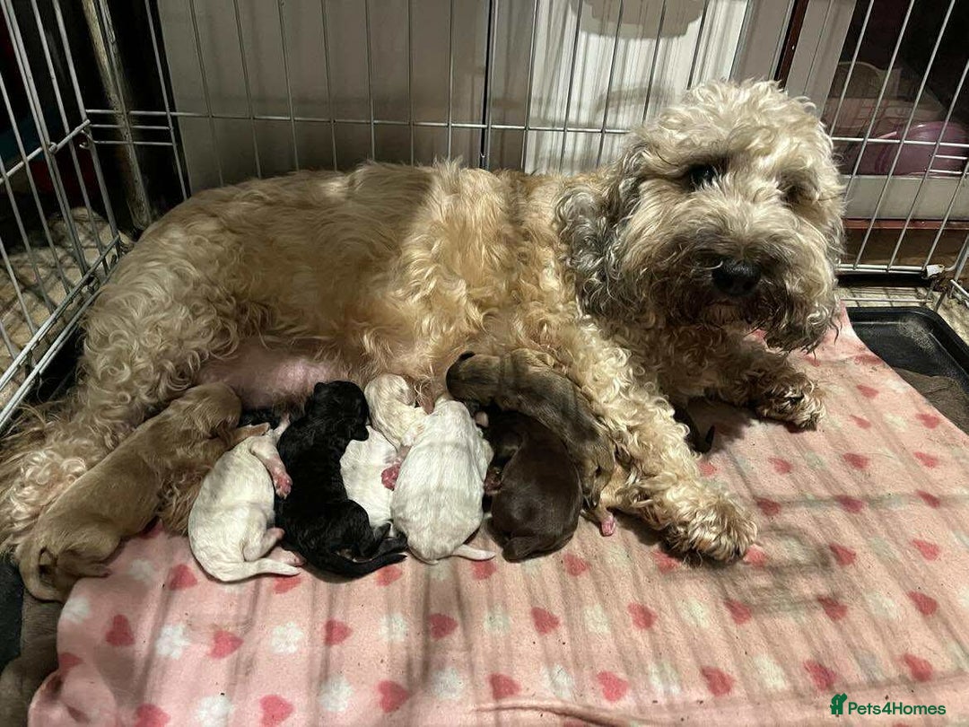 Cockapoo dogs for sale: Beautiful cockapoo puppies - Advert 3