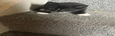 Dart