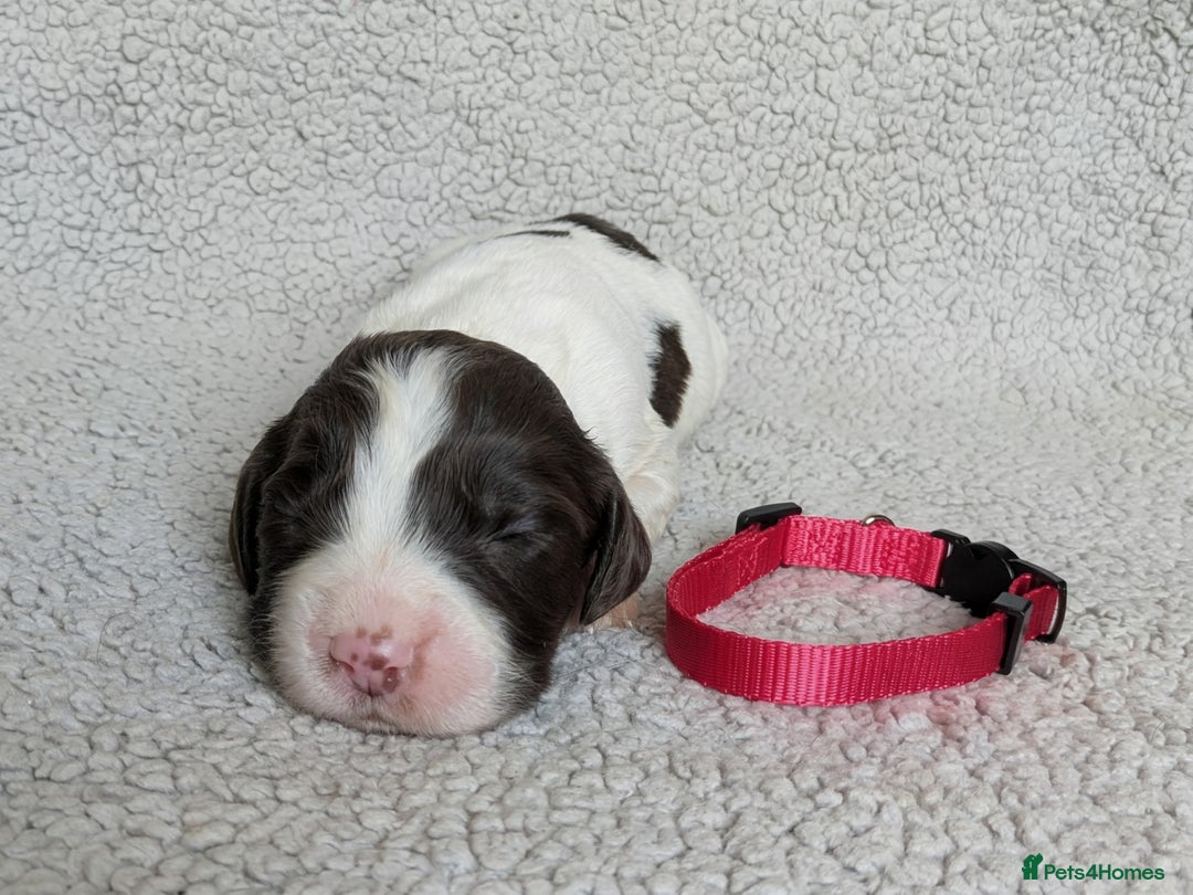 Sprocker dogs for sale: 🐶✨ F2 Sprocker Puppies – Growing Beautifully! ✨🐶 - Image 11